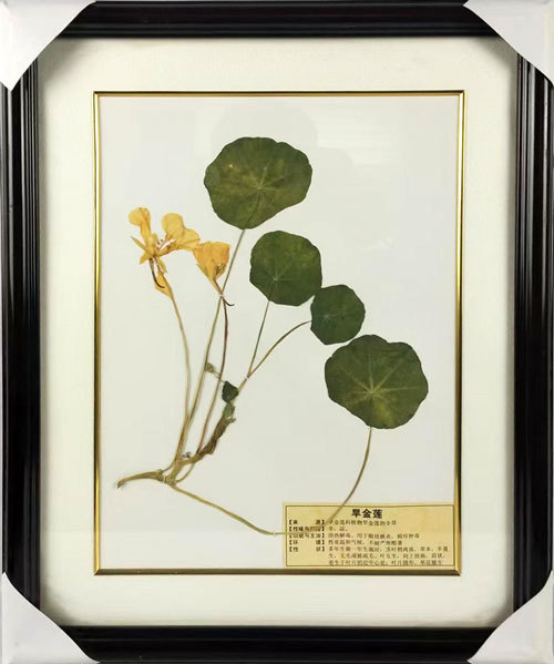 旱金莲