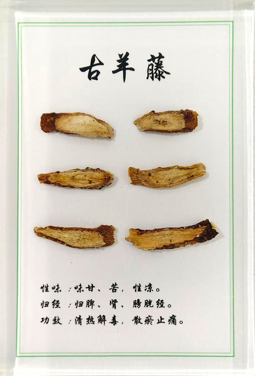 古羊藤饮片包埋标本