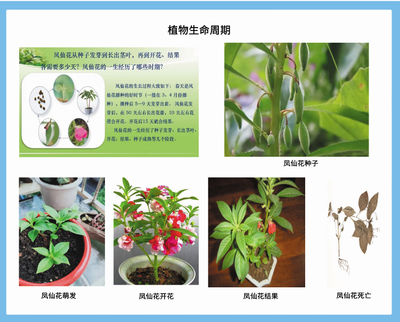 生物挂图