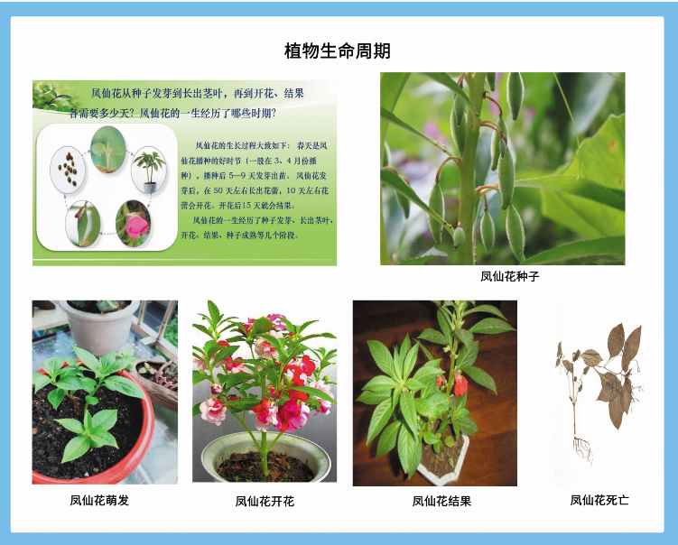 生物挂图