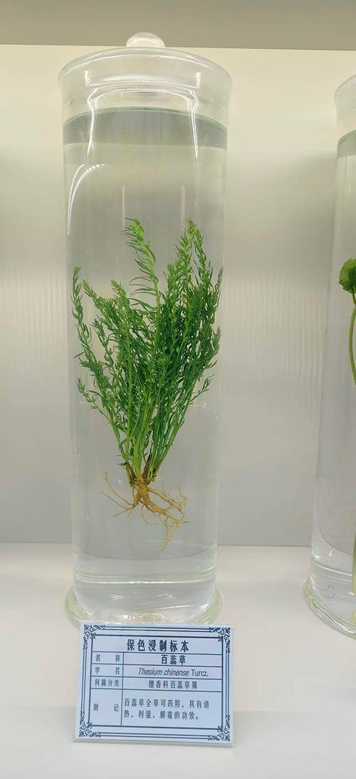 百蕊草