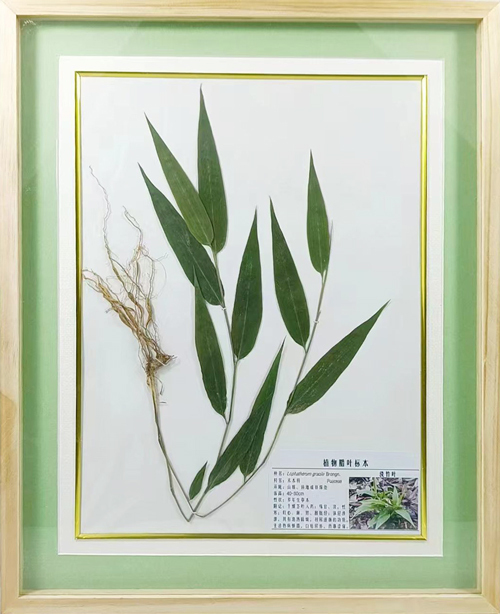 淡竹叶