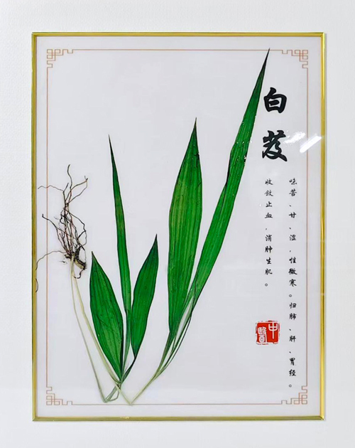 白芨