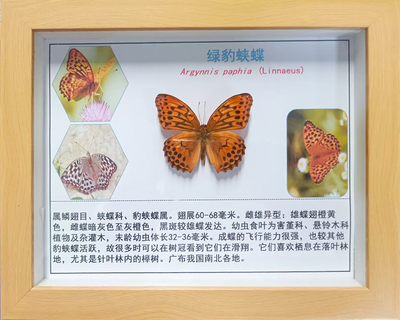 绿豹蛱蝶