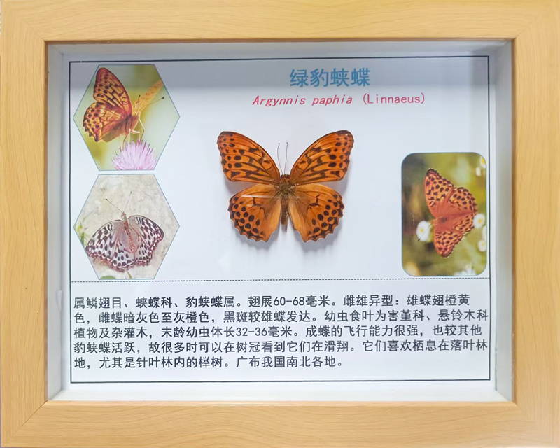 绿豹蛱蝶
