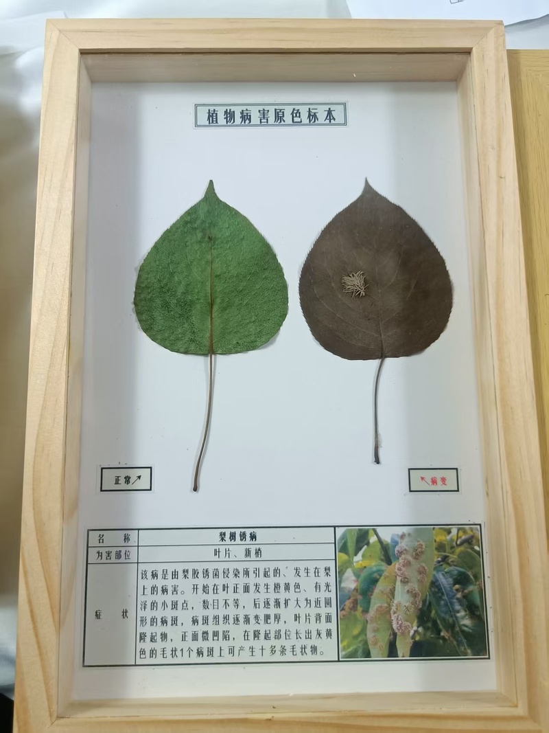 梨树锈病