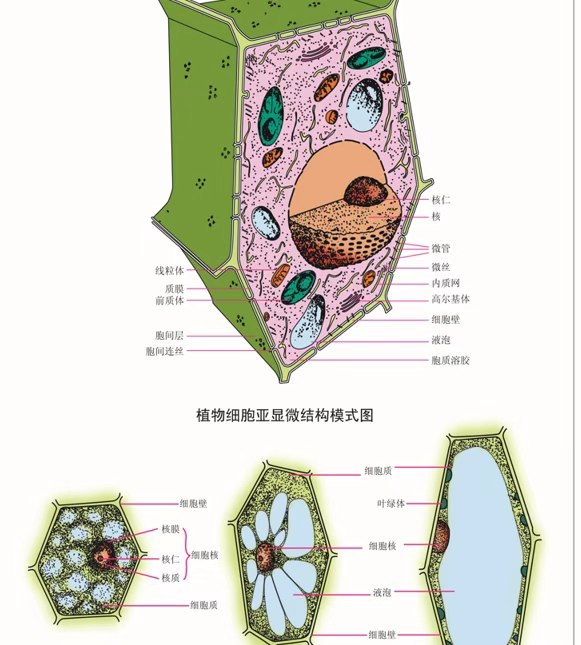 生物挂图