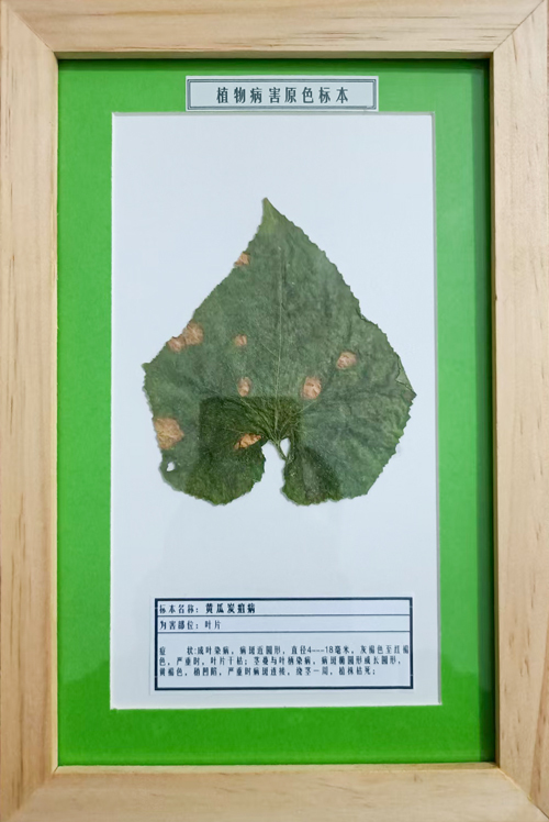 黄瓜炭疽病