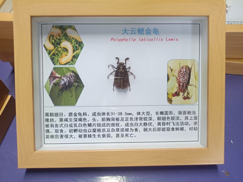 大云鳃金龟
