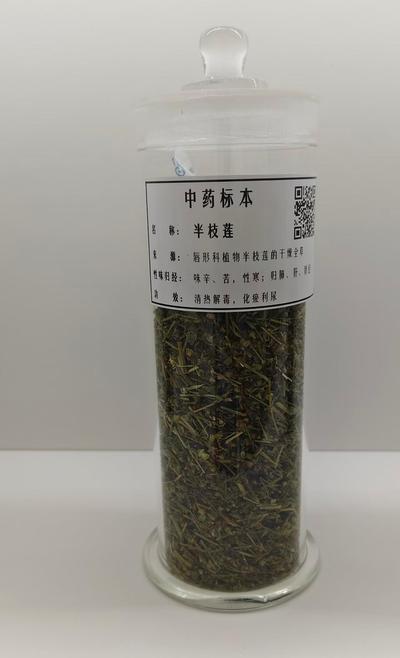 生药标本8
