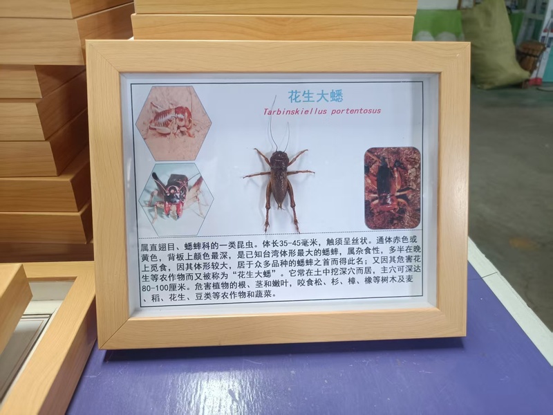 花生大蟋