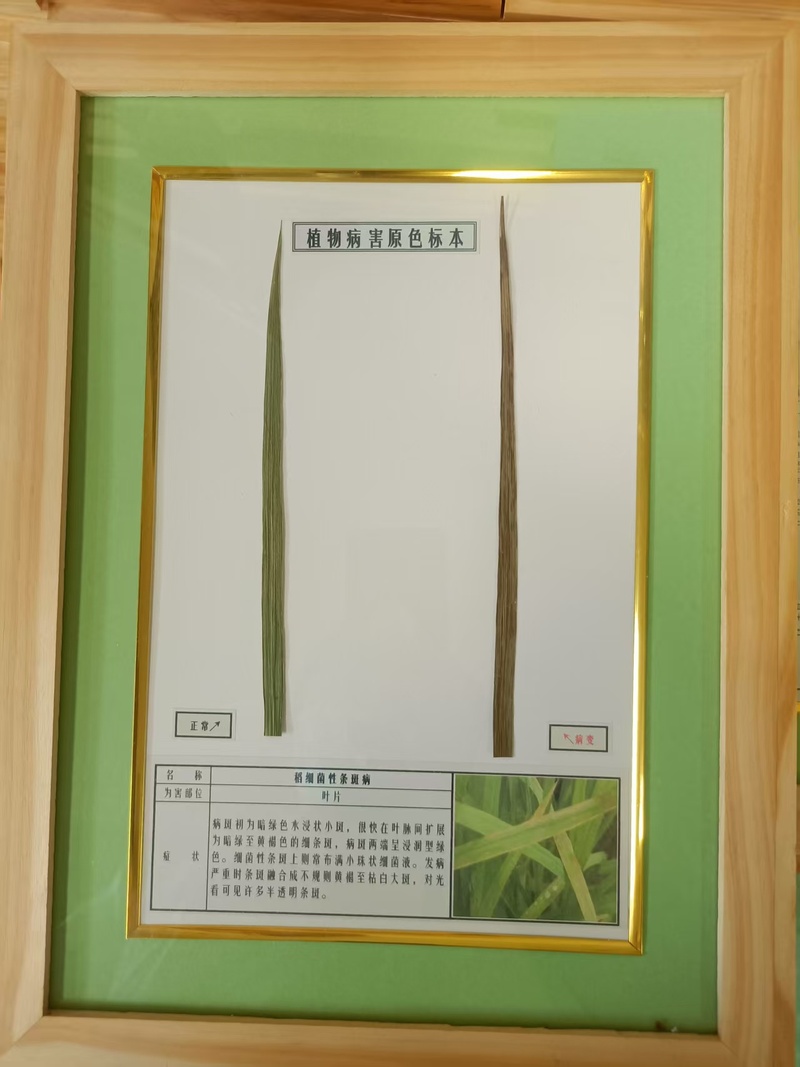 水稻病害2