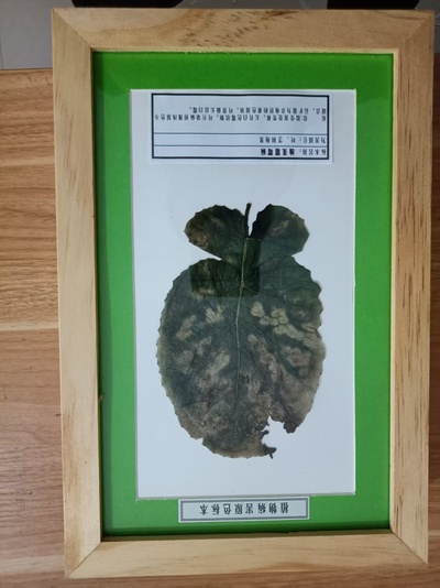 油菜霜霉病