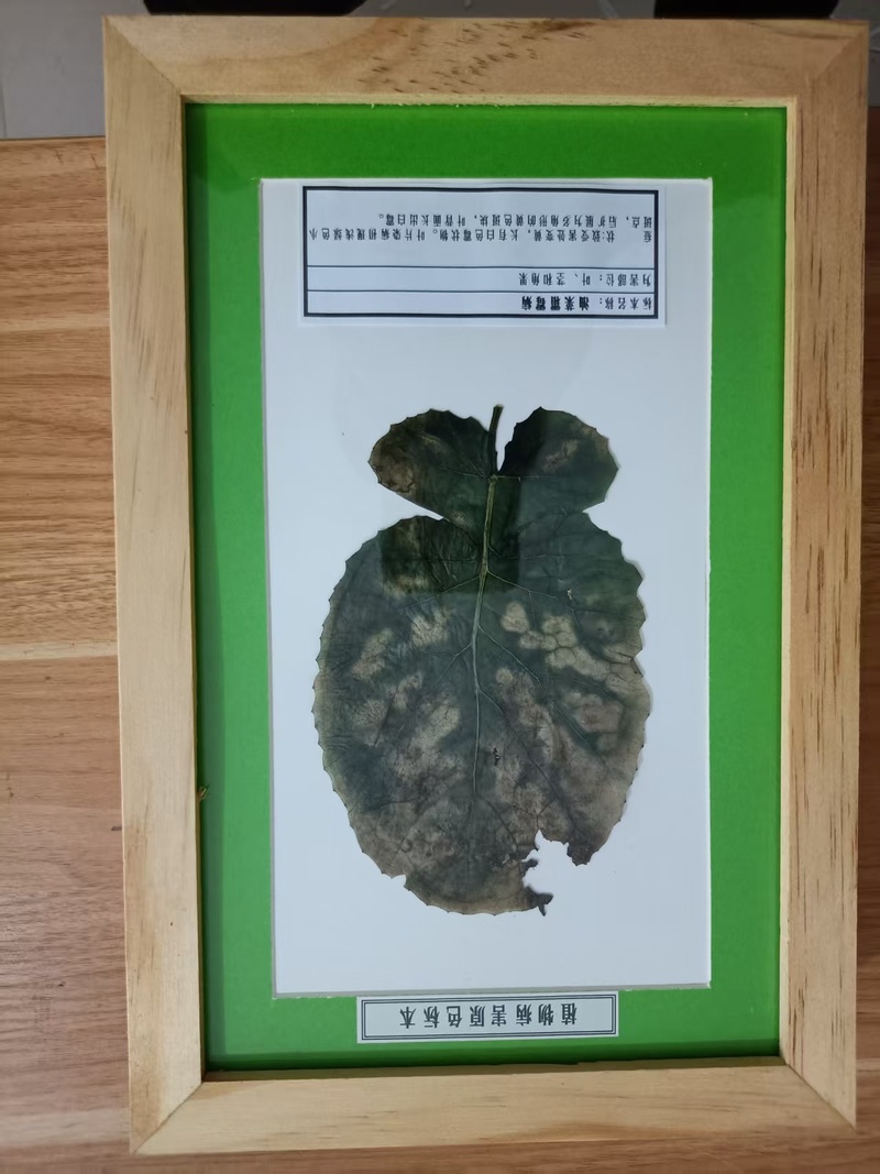 油菜霜霉病
