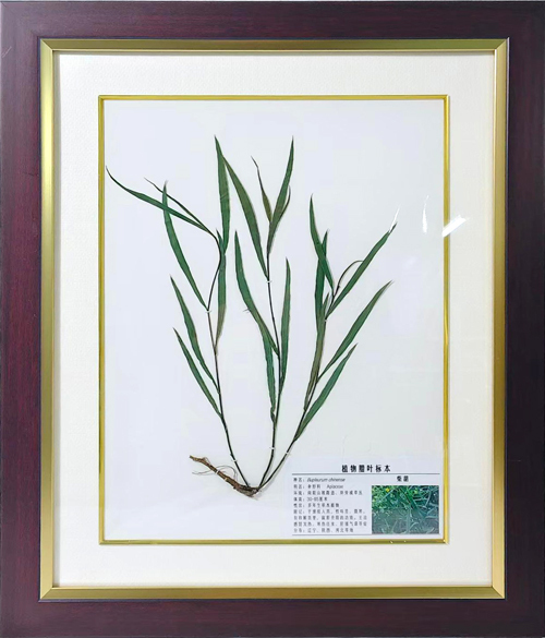 柴胡