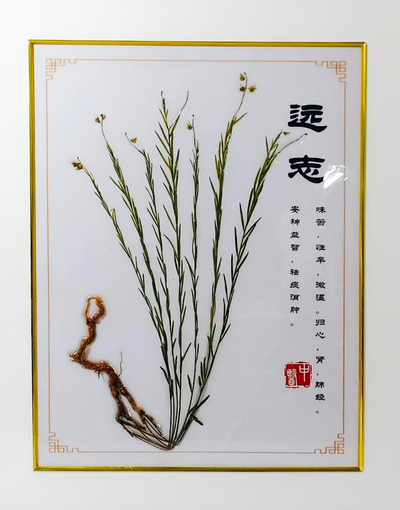 远志