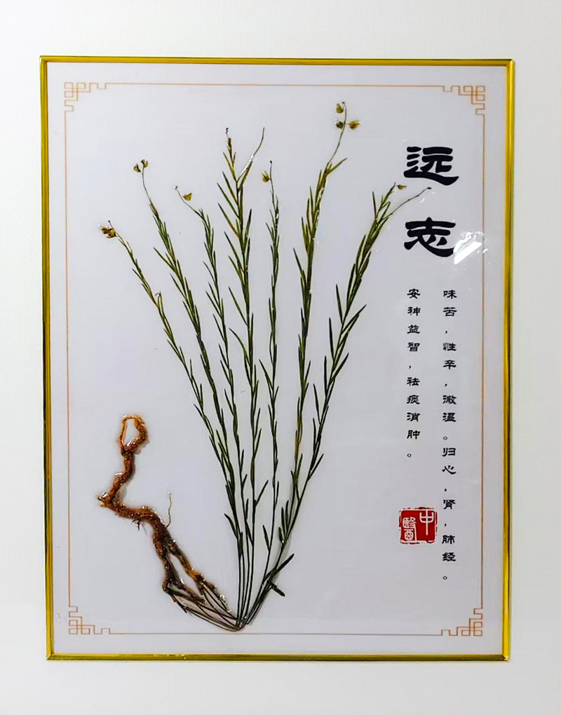 远志