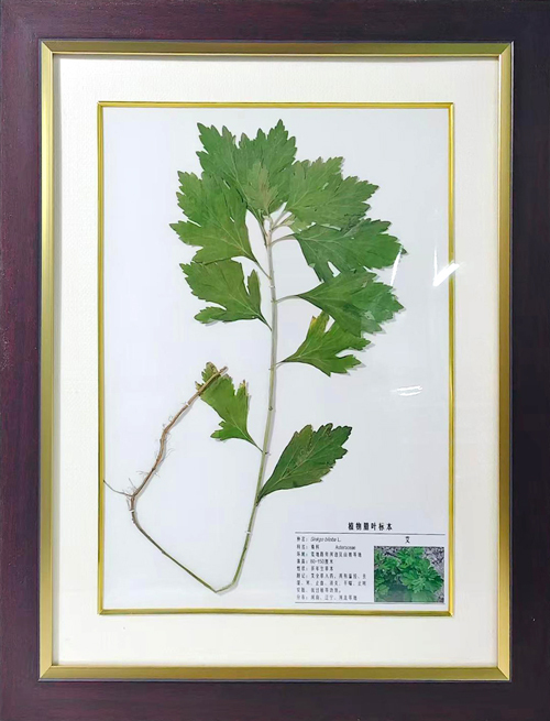艾草