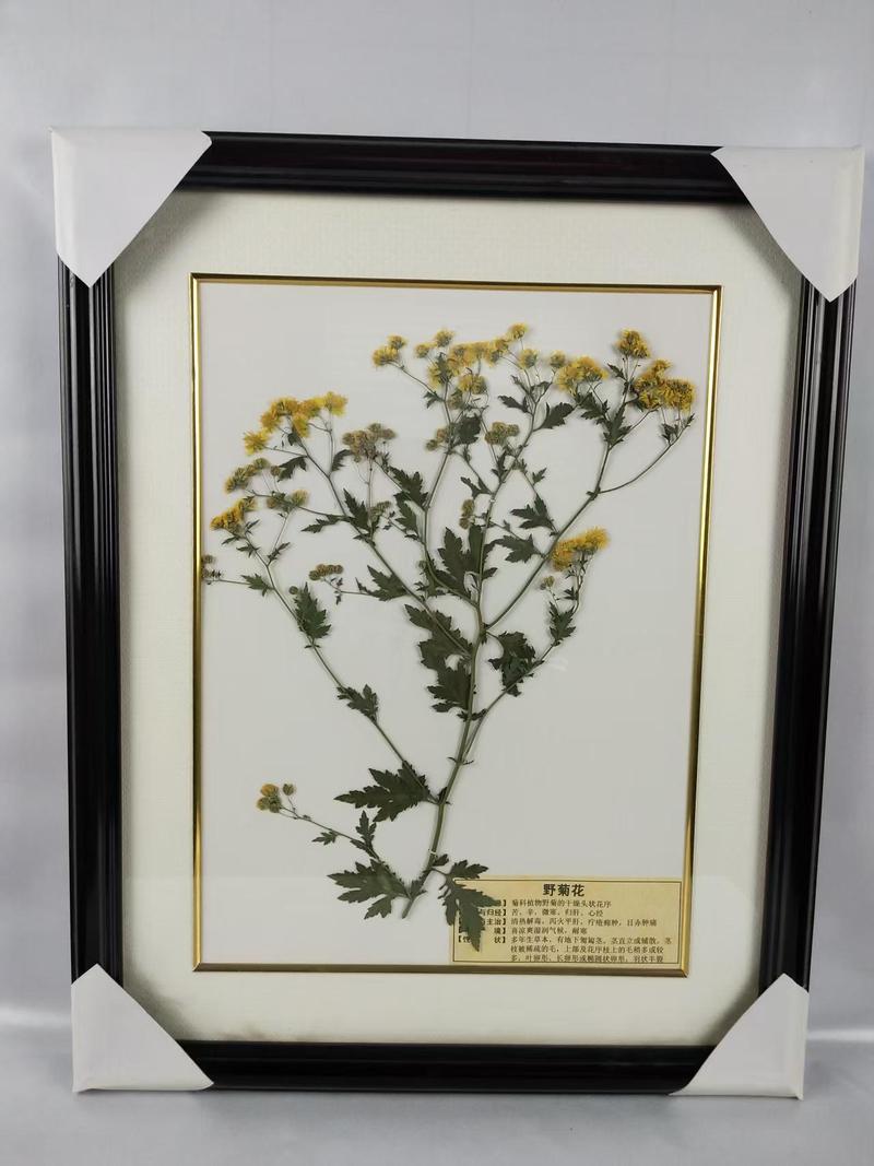 野菊花