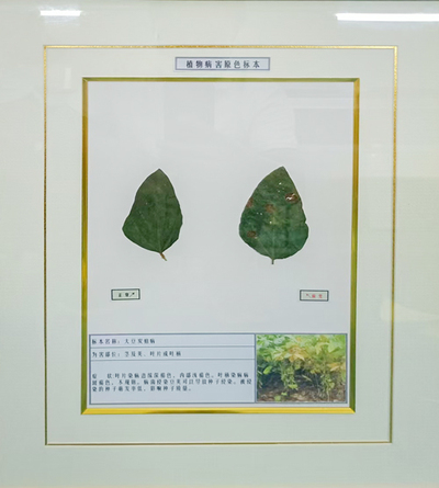 大豆炭疽病