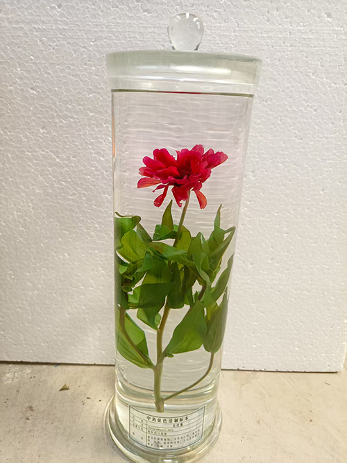 百日草