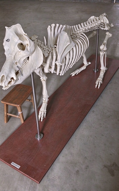 猪骨骼标本
