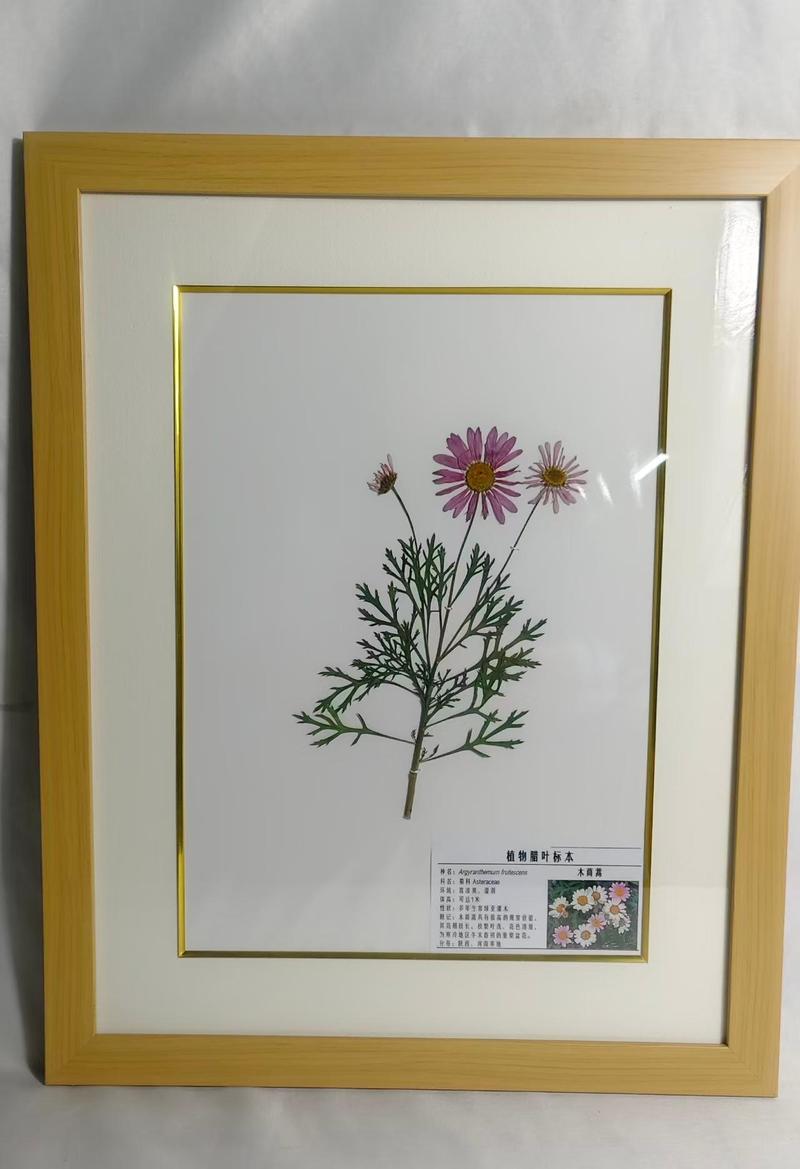 木茼蒿