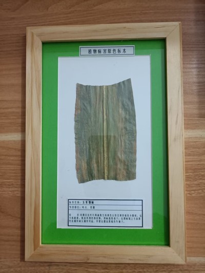 玉米锈病