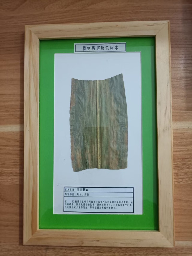 玉米锈病
