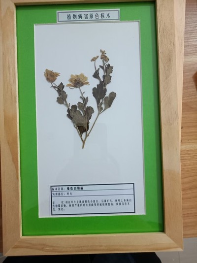 菊花白粉病