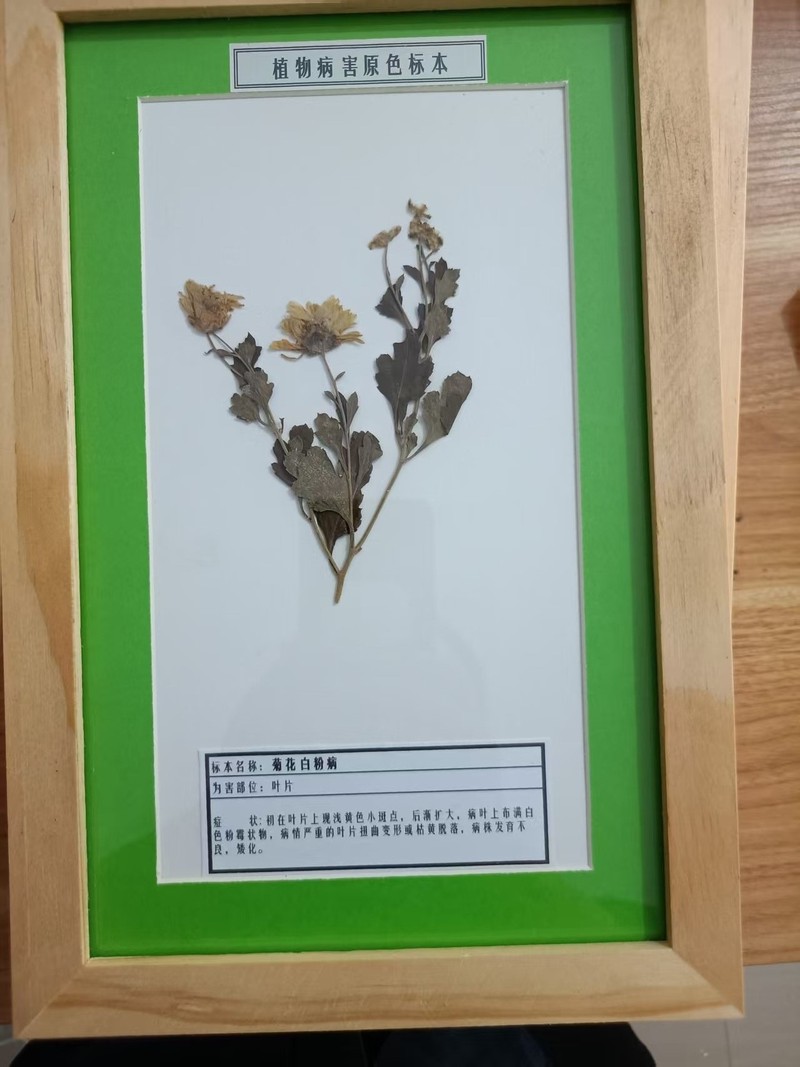 菊花白粉病