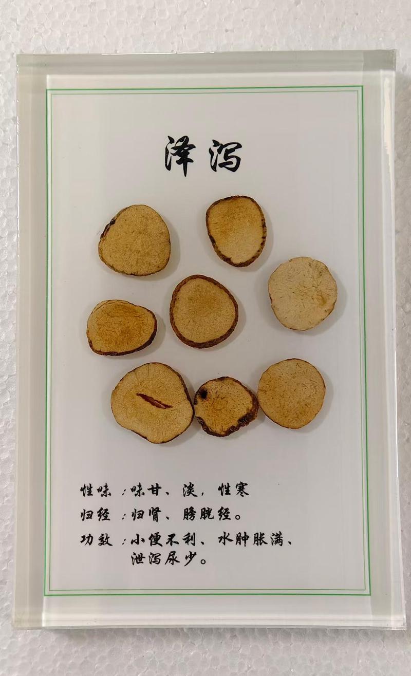 泽泻饮片包埋标本