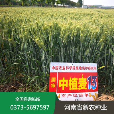 中植麦13号