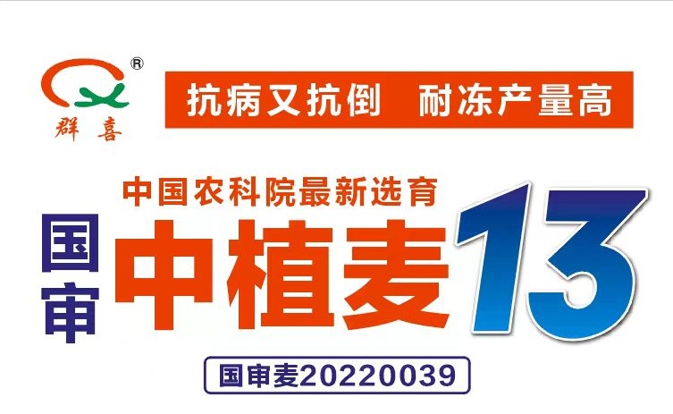 中植麦13