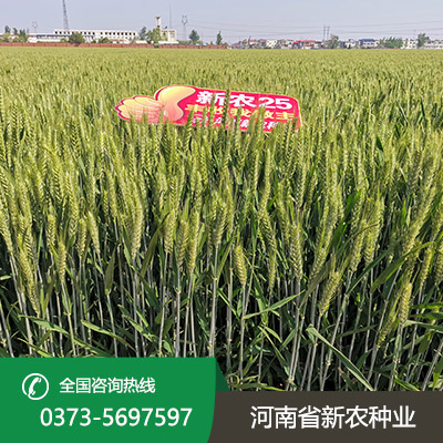 小麦种子批发.jpg