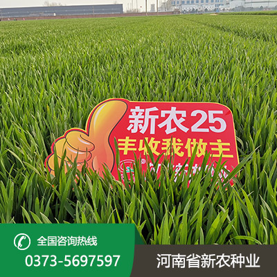 麦种厂家.jpg