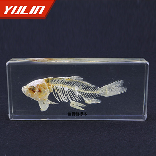 生物标本厂家.jpg
