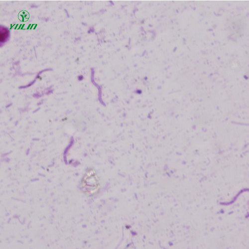 生物切片厂家.jpg