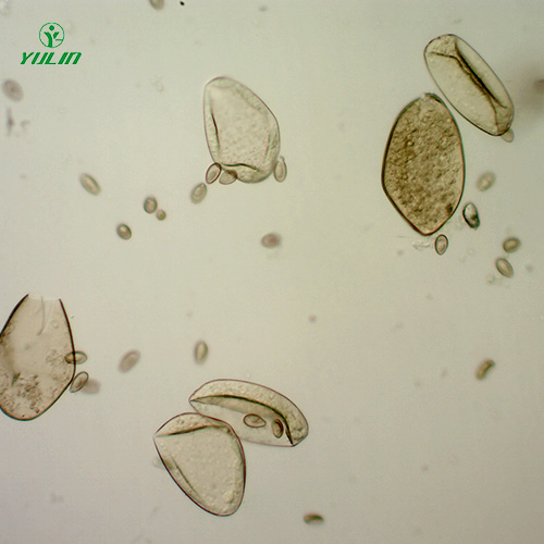 植物线虫学玻片 植物线虫学玻片.jpg